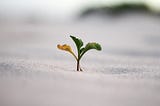 A tiny plant.