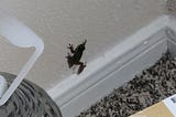 A small dark green frog clings to a beige wall just above white baseboards and multicolored dark beige carpet.