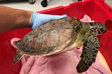 Remembering Charlie — A Rescued & Released Green Sea Turtle