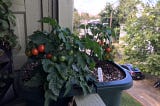 Cherry Tomatoes in a window box