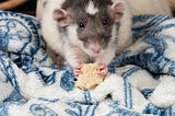 Get Ready… It’s Almost Rat Girl Fall