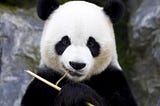 pandas
