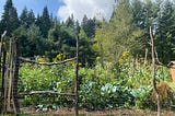 Homesteading: Two and a half months on a small organic farm in Oregon