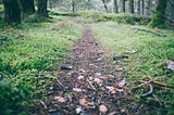 Image of a peaceful path through lush woods