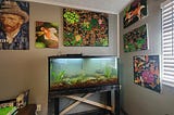Aquarium with fish paintings in my room