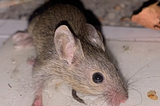 Of Mice and Women