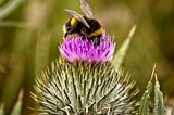 Bumblebee Hives Can Progress Through Shared Learning