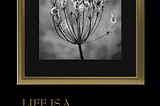 A foront cover of a poetry book “Life is a remembrance” by Iva Hotko showing a black and white photo of a wild carrot seeds swaying in the wind. Picture is framed with a golden frame, and in the same colour is the title, and the authors name.