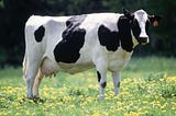 Is Milk a Vital, Lifelong Ingredient within a Healthy Lifestyle?