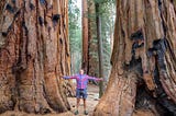 Man stands among giant sequoia trees.