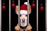 Dog with Santa hat behind bars