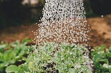 Photo of a garden being watered with a watering can.