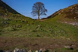 The Spirit of Sycamore Gap