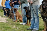 Austin Dog Training Basic Facts and Tips