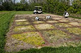 May! Creeping Bent Woes, Cool Nights, Desiccation, and a Native Forb & Grass Demo