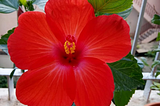 A colourfull Hibiscus