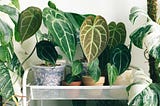 Dust Busters: How to Keep Your House Plants Clean and Happy