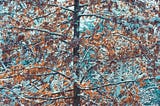 Young oak which refused / to shed its leaves in autumn / smiles in snow and sun.