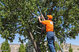 Tree Trimming Fruitland UT 84027