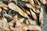 A wind-blown pile of silver maple seeds