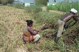 Tribal Man and Woman from India, working hard at a corner of their tried farm. Looks like they are harvesting under a hot sun
