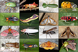 New Major Database Release (R36) for Animals of Costa Rica App