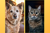 an old dog (left) and cat (right) look lovingly at the camera.