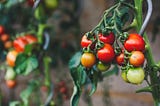 Benefits of tomatoes and other crops I will be planting on my small farm