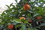 Orange tree at the church of the Nativity, Bethlehem, Palestine (Photo by the author, 2017)