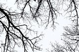 Bare oak branches in winter by Emily P.G. Erickson