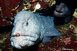 A fleshy-faced grey wolf eel with a protruding incisor studies diver Bob Simpson, as its mate stares out from an underwater cave in the Salish Sea (Strait of Georgia).