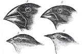 Darwin’s Finch Beak Evolution Statistical Analysis