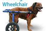 Best Dog Wheelchair- KeepYour Dog Walk Again