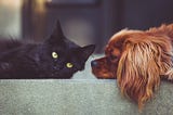 Pets Develop Sign Language for Communication with Humans