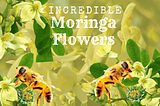 Moringa Blossoms Draw Bees, Leading to a Plentiful Harvest & Extra Revenue Stream