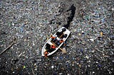 The Plague That Is Ocean Plastic