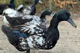 10 Black and White Ducks In The World