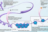 Epigenetics and Lamarckian Evolution