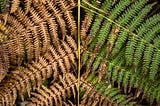 Tree leaves, one side browned and the other still green with traces of browning.