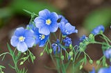 Blue Flax, Linum lewisii: A Delicate Dance of Color in Rocky Mountain Landscapes