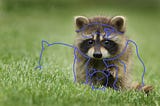 Raccoon wearing a Tour eye-mask preparing to take a Rest day. And so should you!