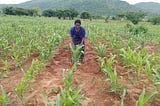 Embracing sorghum farming to improve yields and boost incomes