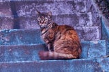 In Istanbul, Cats are More than a Curiosity; They’re an Historic Legacy