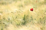 Forgiveness — Poppy, Fields, Landscape image.