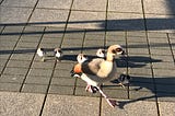 An Egyptian goose with five goslings