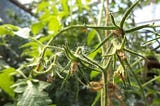 Causes of Flower Drop on Your Tomatoes: How to Prevent and Treat the Problem