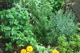 Growing Herbs and Tracing my Lineage