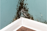 Black Mold