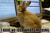 Rabbit in front of computer