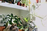 Everything you need to know before buying your 1st houseplant.